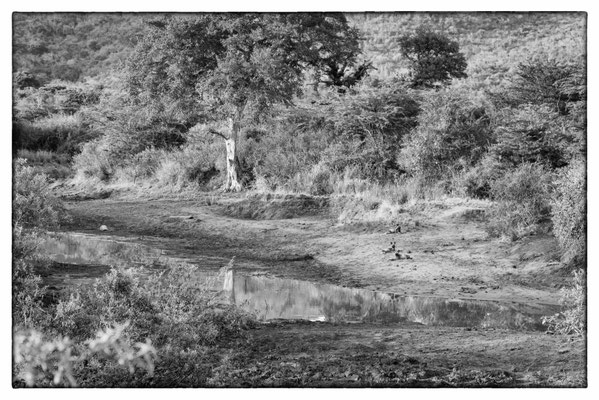 Hluhluwe-iMfolozi-Park - Südafrika
