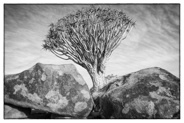 Quiver Tree Forest - Keetmanshoop - Namibia