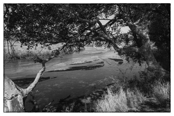 Krüger Nationalpark - Südafrika
