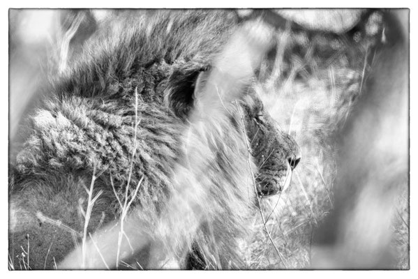 Krüger Nationalpark - Südafrika