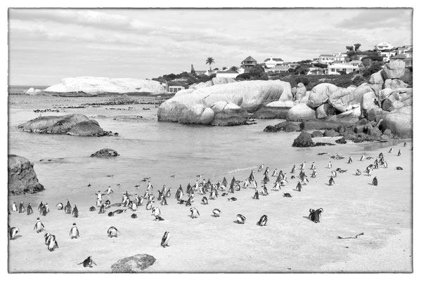 Boulder's Beach - Cape Peninsula - Südafrika