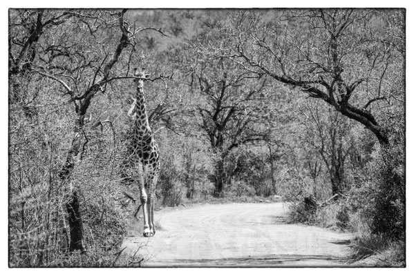 Hluhluwe-iMfolozi-Park - Südafrika