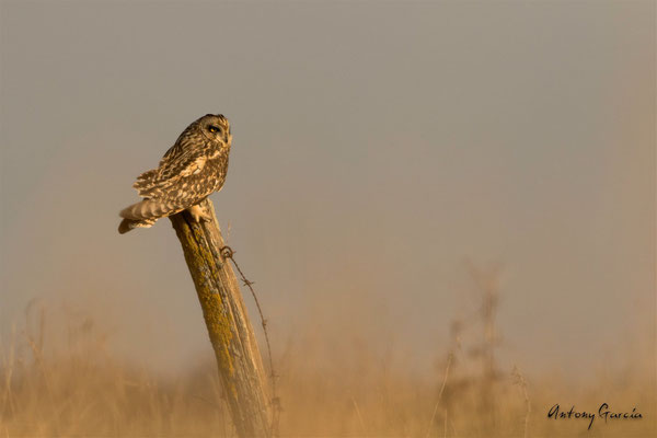 Hibou des Marais 