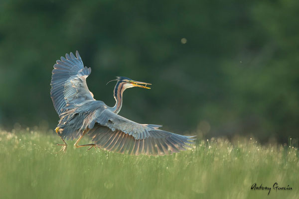 Héron Pourpré 