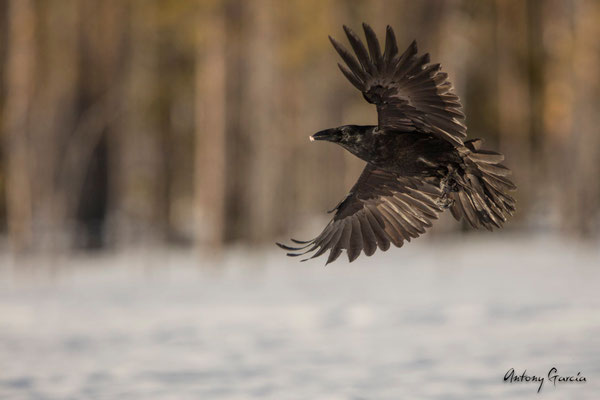 Grand Corbeau 