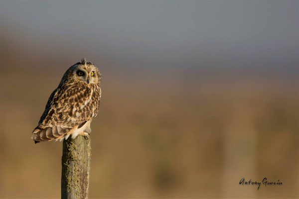 Hibou des Marais 