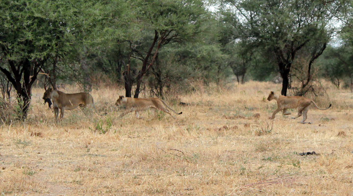 Une lionne capture devant nous un petit phacochère et le donne à ses petits