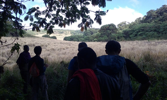 La prairie de graminées géantes