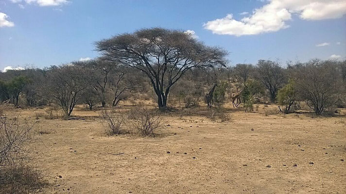 Le long de la piste des girafes, des impalas, des gazelle de Waller...