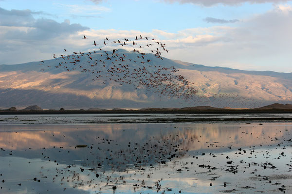 Lac Natron Flaments roses vue 06