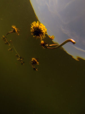 Flood, Lacs, Schwandorf