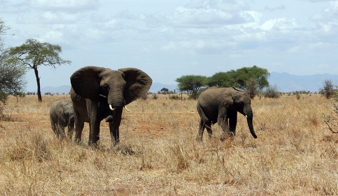 Tarangire le parc des éléphants