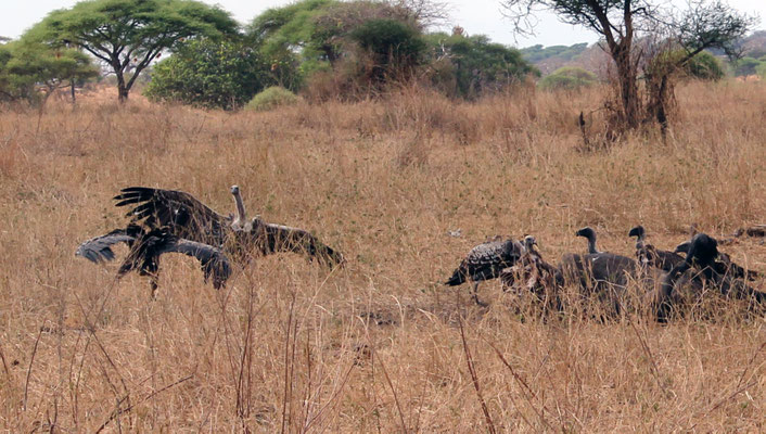 Vautours sur une carcasse de gnou