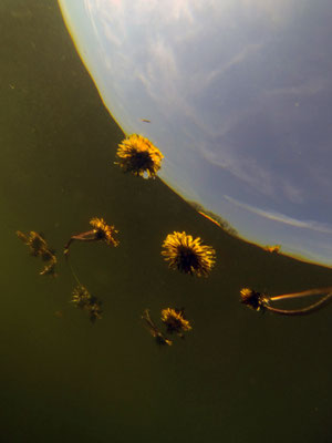 Flood, Lacs, Schwandorf