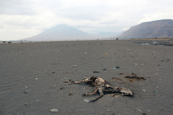 Ol Doinyo Lengai - cadavre de zèbre