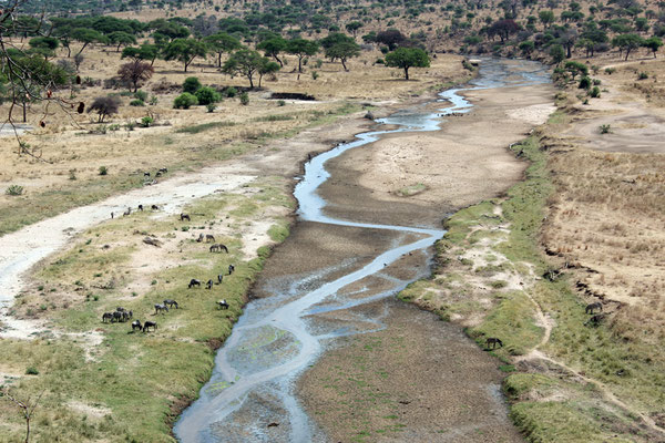 La rivière Tarangire