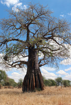 Tarangire le parc des baobabs