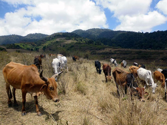 Traversée des troupeaux des massaïs