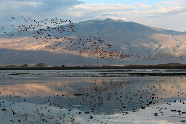Lac Natron Flaments roses vue 05