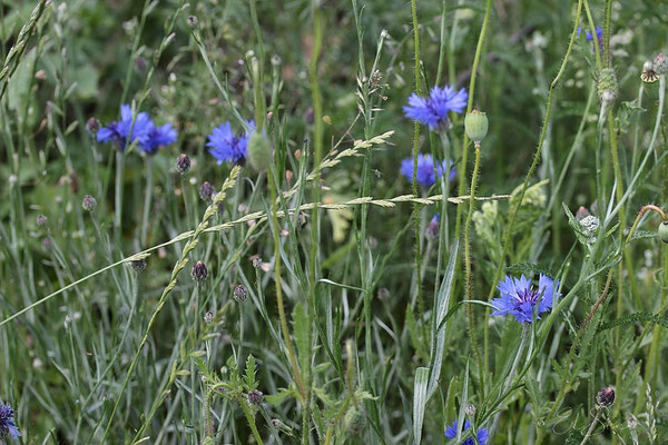 Kornblumen