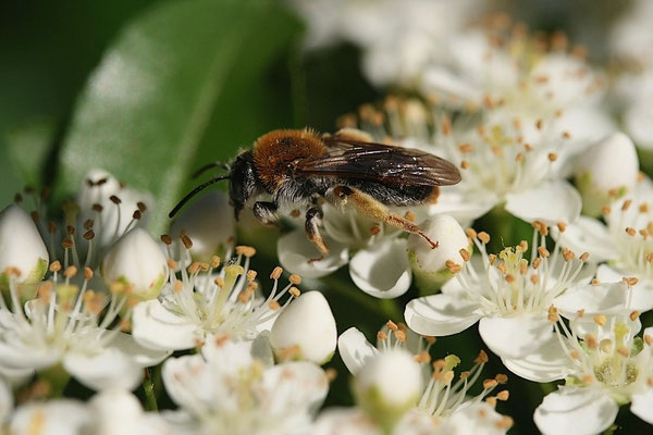 Hosenbiene (Dasypoda hirtipes)
