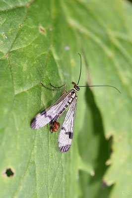 Skorpionsfliege (Panorpa communis) Schnabelhafte, Männchen