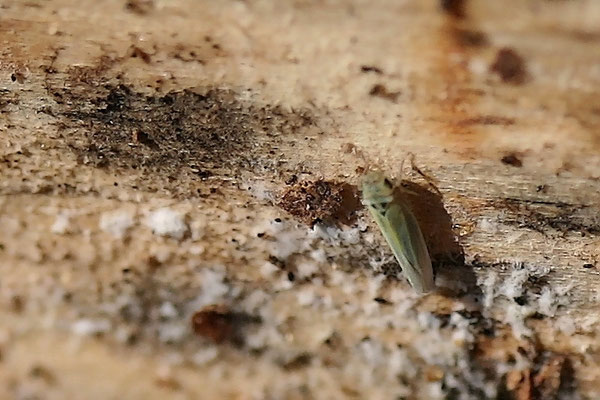 Zwergzikade (Cicadella viridis)