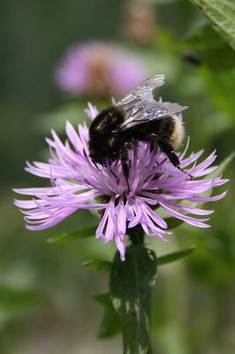 Hummel