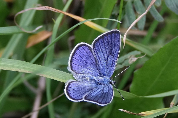 Hauhechel Bläuling (Polyommatus icarus)