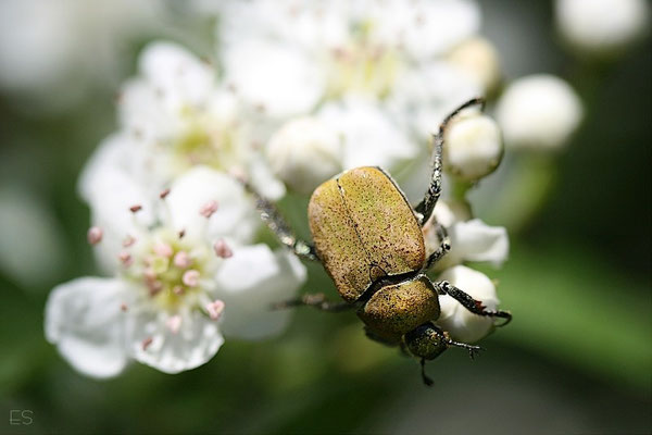 Käfer auf Weißdorn