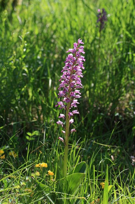 Helm Knabenkraut (Orchis militaris)