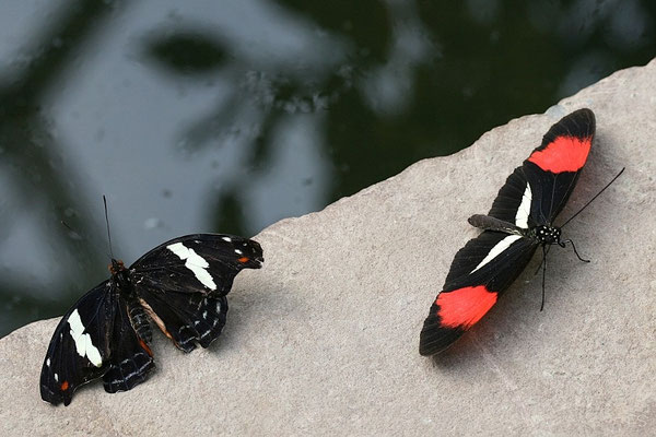 Heliconius sara und Heliconius melpomene