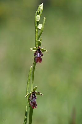Fliegen Ragwurz ( Ophrys insectifera)