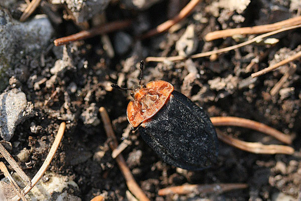 Rothals Sylphe (Oeceoptoma thoracicum) Aaskäfer