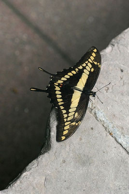 Papilio thoas