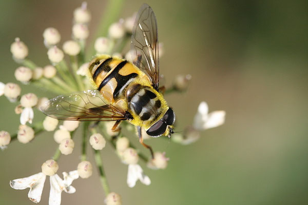 Schwebfliege