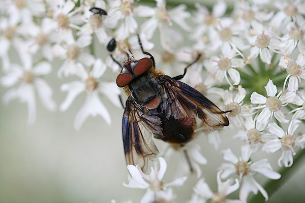 Raupenfliege (Alophora hemiptera) Männchen