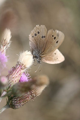 Brauner Waldvogel