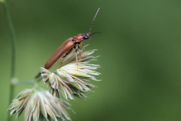 Saatschnellkäfer ((Agriotes lineatus)