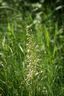Bocks Riemenzunge (Himantoglossum hircinum)