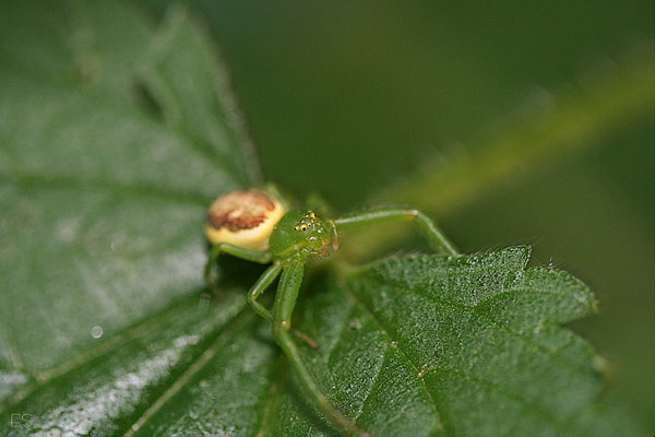 Grüne Krabbenspinne (Diaea dorsata)