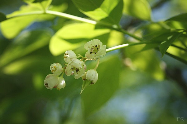 Blüte der Elsbeere)