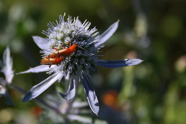 Weichkäfer (Cantharis livida)