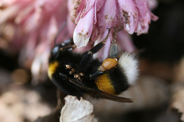 Erdhummel