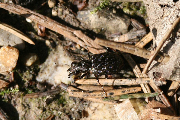 Raschkäfer (Elaphrus riparius) Laufkäfer
