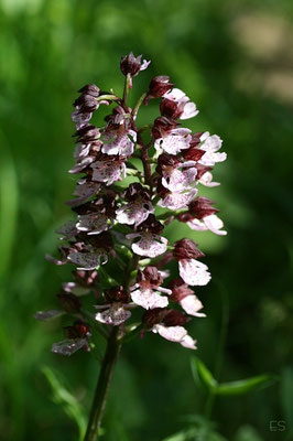 Purpurknabenkraut (Orchis purpurea)