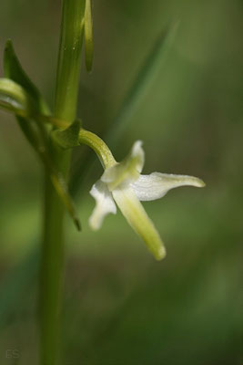 Zweiblättrige Waldhyazinthe (Plathantera bifolia)