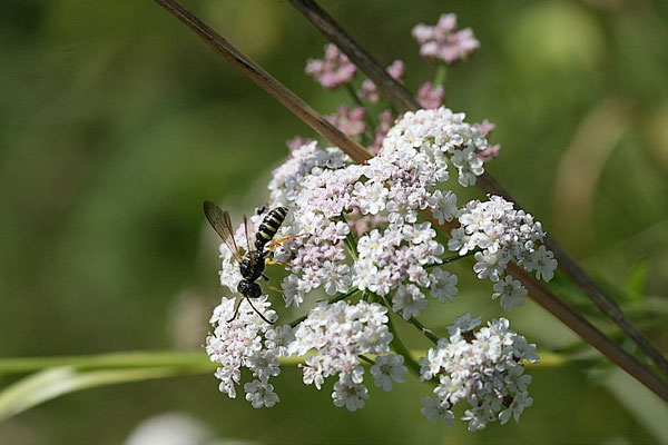 Knotenwespe (Cerceris arenaria)
