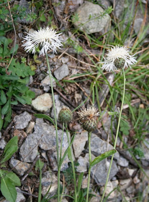 Bleiche Flockenblume