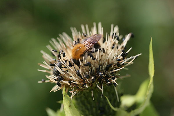 Baumhummel